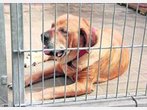 100 sichergestellte Tiere stellen Heim vor Herausforderung / „Psychisch völlig hinüber“