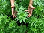 Jamaikanische Behörden verbrennen riesige Marihuana-Plantagen