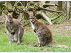 Kängurus „Wickie“ und „Urmel“ aus Tierpark ausgebüxt